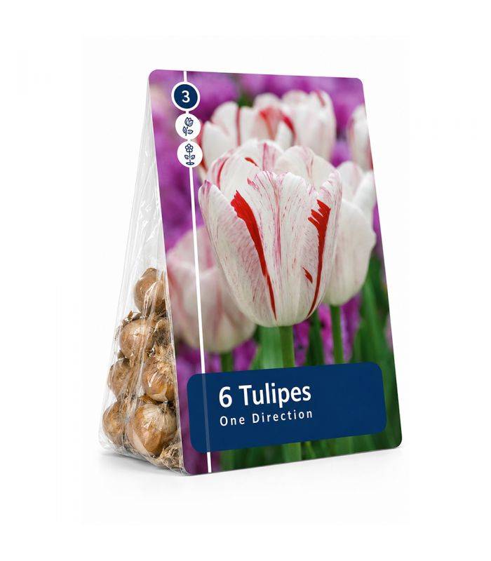 Tulipe One Direction Sgaravatti 6 bulbes blancs flammés de rouge, grandes fleurs décoratives au printemps - 617032 - Image 2