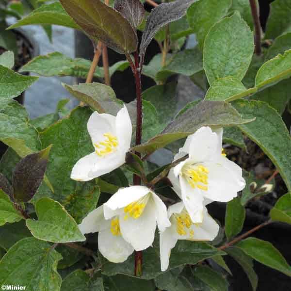 Seringat des jardins - Philadelphus Starbright Pot de 3L/4L - Image 1