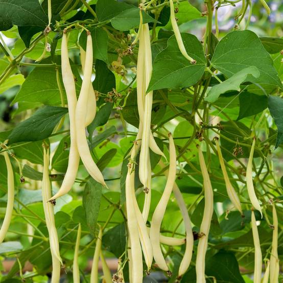 Haricot rames Mangetout Monte Gusto Graines le sachet de 50 graines environ (30g)