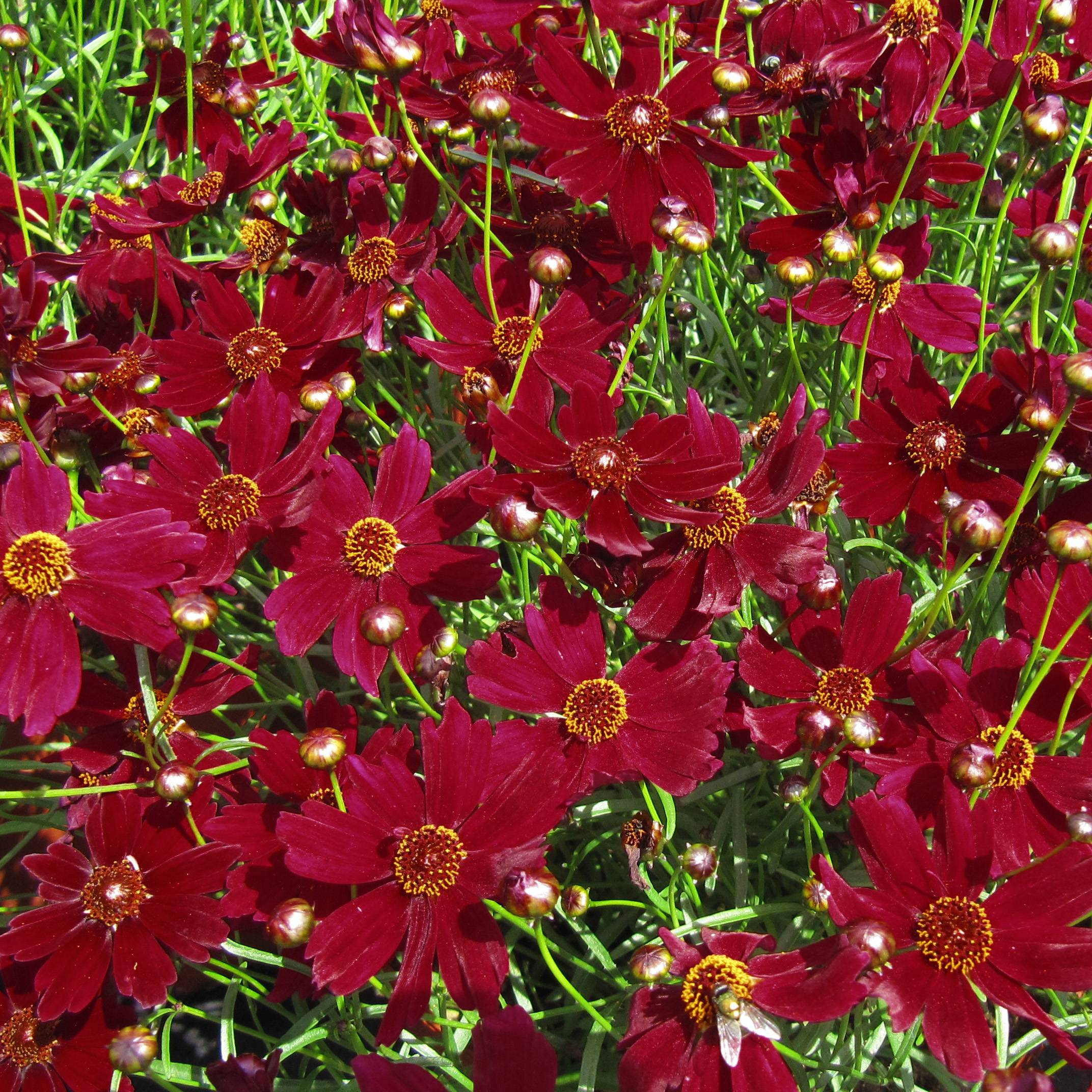 Promesse de Fleurs - Coreopsis Ruby Red Godet de 8/9 cm