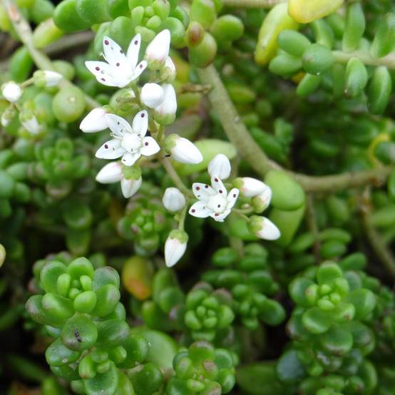 Sedum divergens - Orpin étalé ou divergent Godet de 8/9 cm