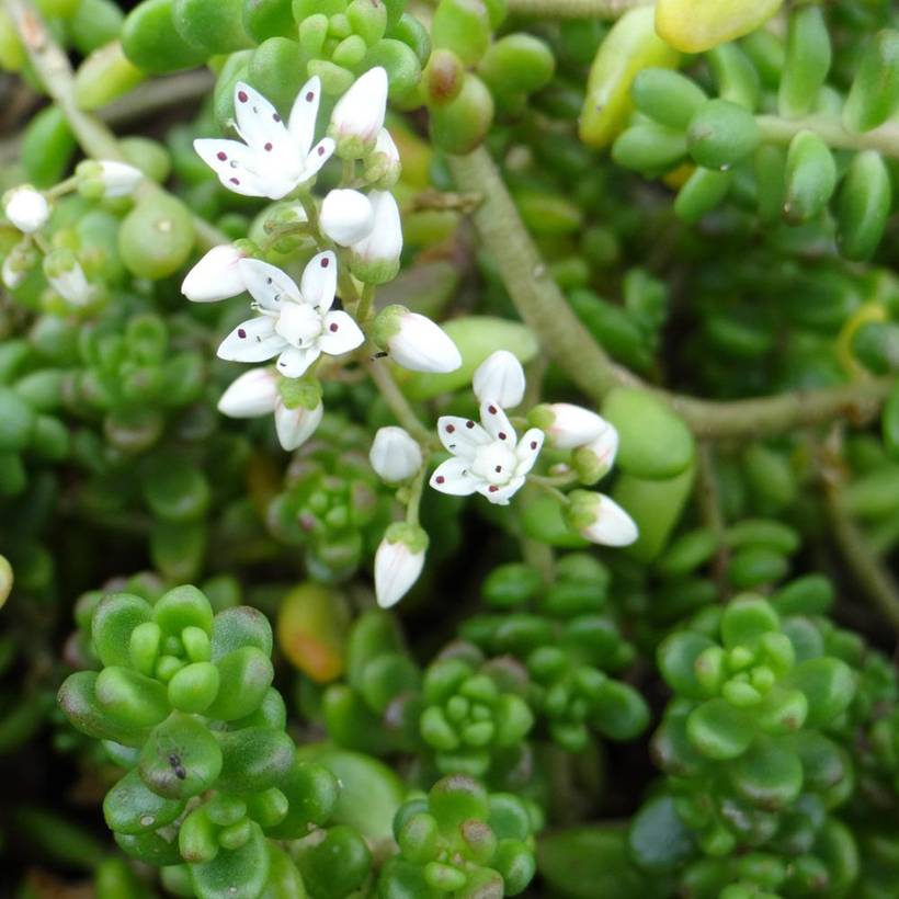 Sedum divergens - Orpin étalé ou divergent Godet de 8/9 cm