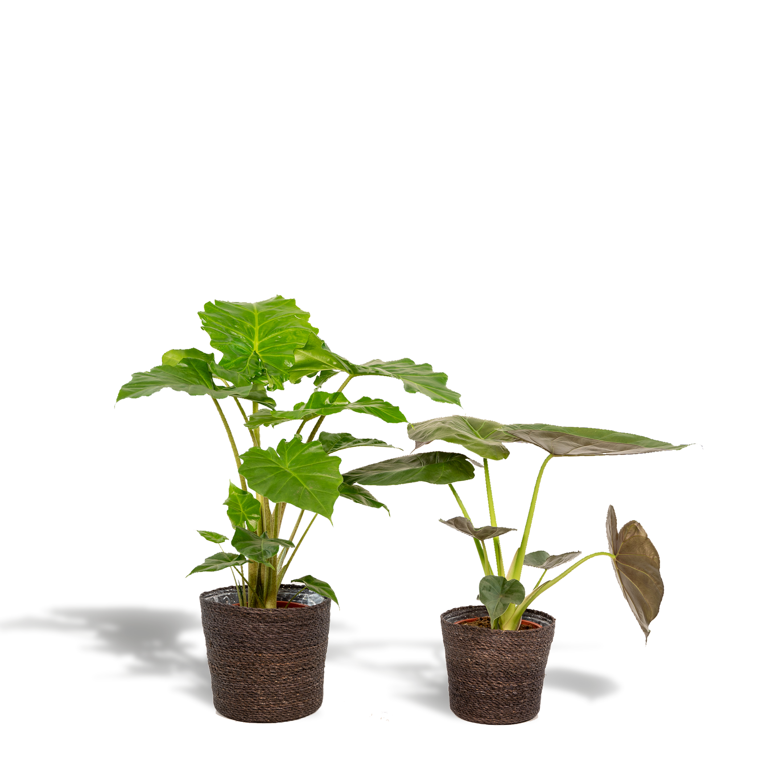 La Green Touch - Alocasia Portodora - Lot de 2 plantes - Coffret cadeau 80cm - Plante d'intérieur- La Green Touch - Imagen 1