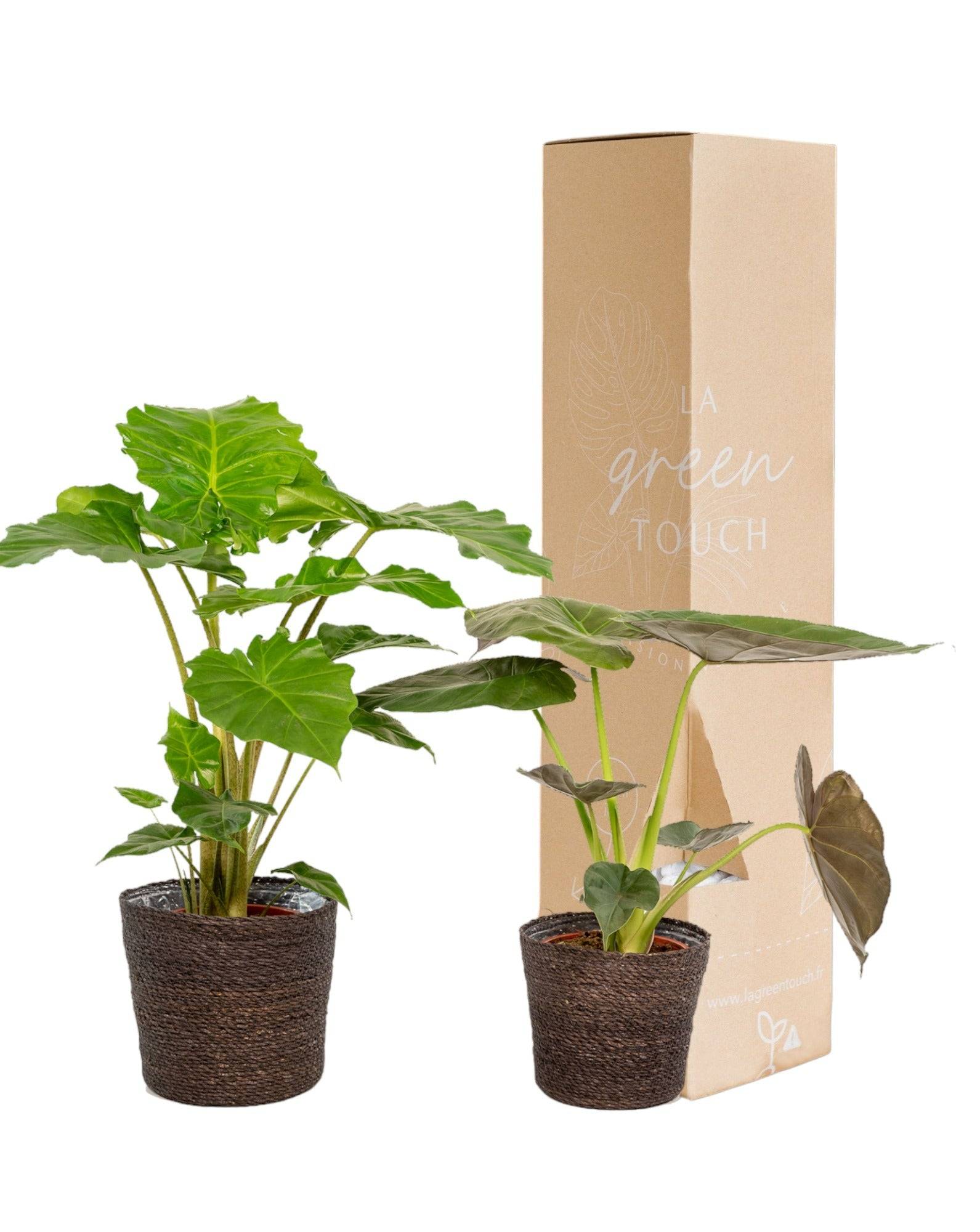 La Green Touch - Alocasia Portodora - Lot de 2 plantes - Coffret cadeau 80cm - Plante d'intérieur- La Green Touch - Imagen 2