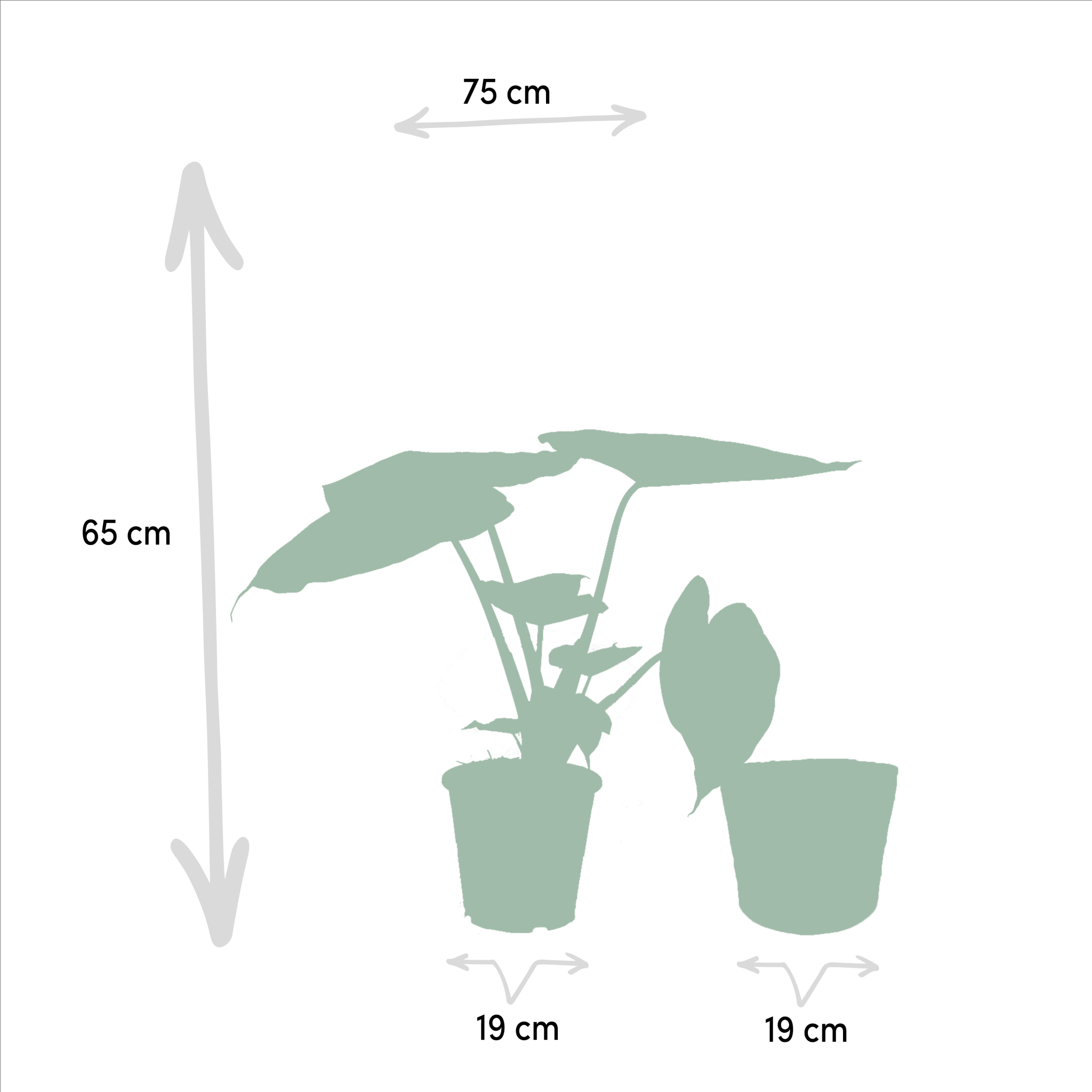 La Green Touch - Alocasia Portodora - Lot de 2 plantes - Coffret cadeau 80cm - Plante d'intérieur- La Green Touch - Imagen 6