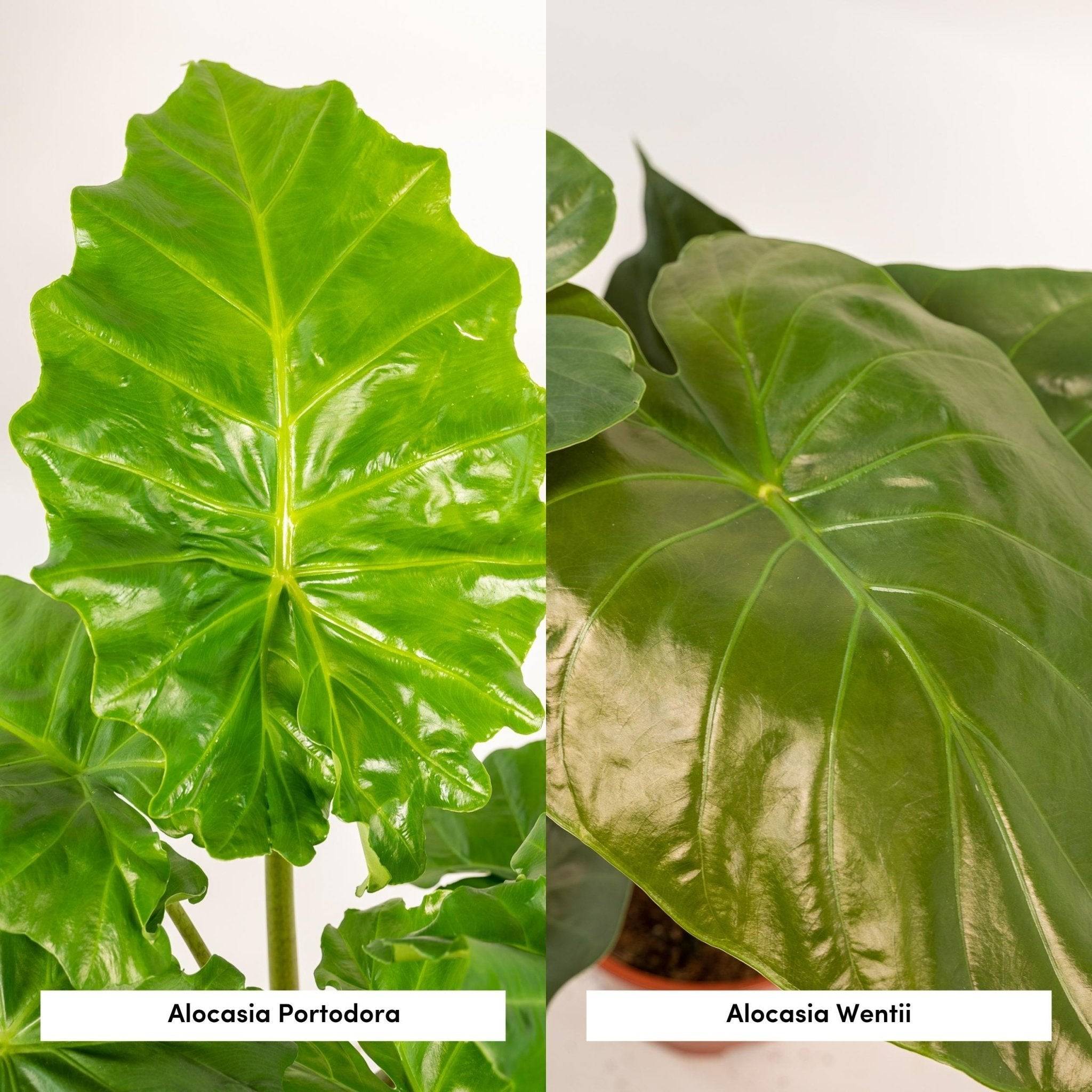 La Green Touch - Alocasia Portodora - Lot de 2 plantes - Coffret cadeau 80cm - Plante d'intérieur- La Green Touch - Imagen 5
