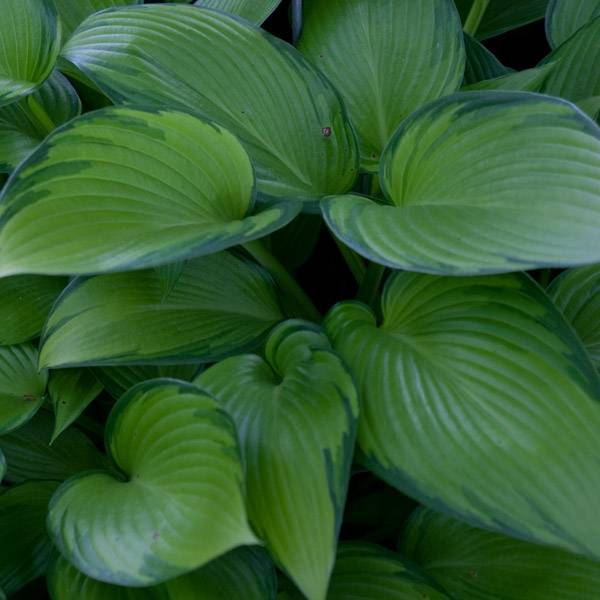 Hosta June Fever Pot de 1,5L/2L - Jardiland