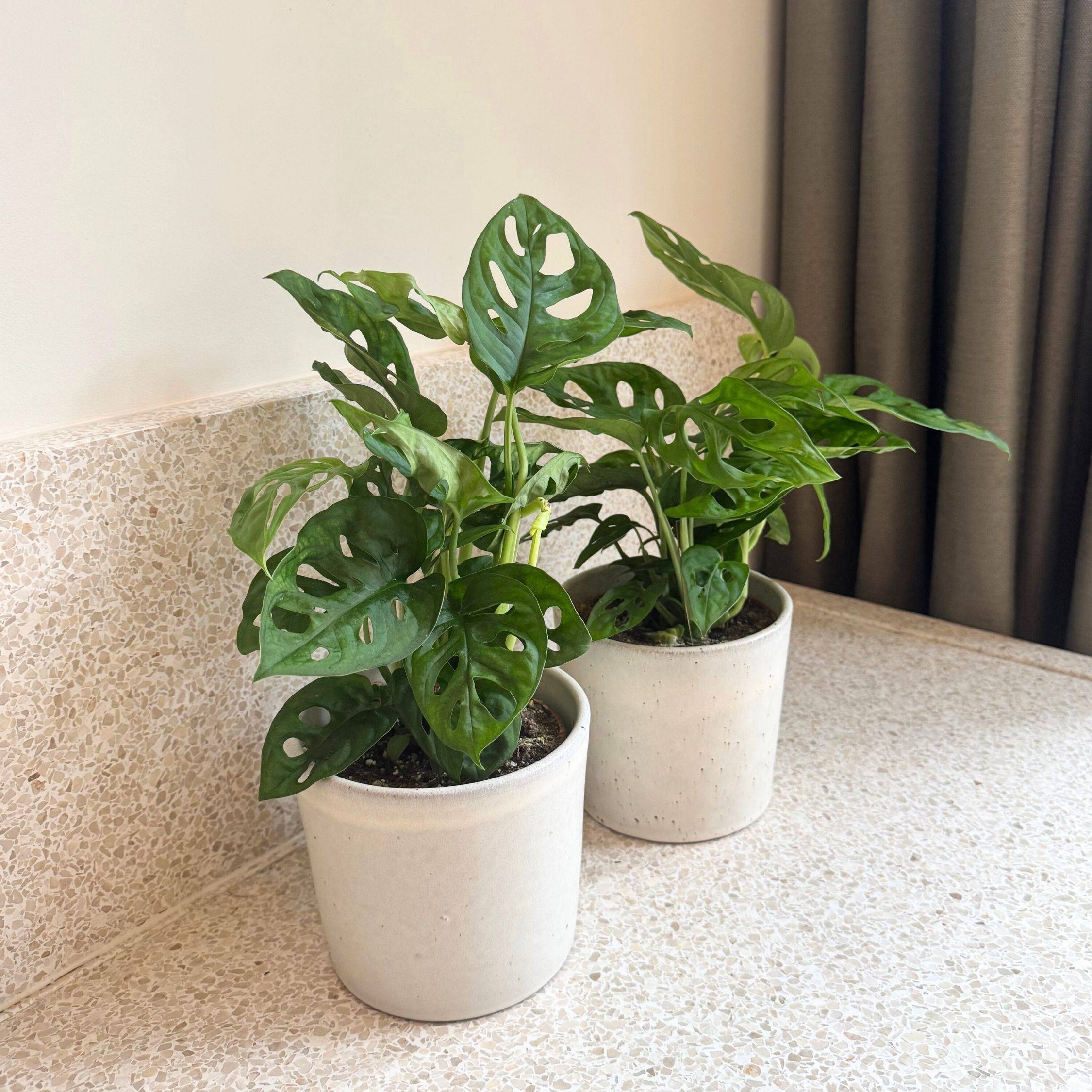 Plante à trous - Set de 2 - Monstera adansonii 'Monkey Mask' - H25-30cm - ⌀12cm - Image 2
