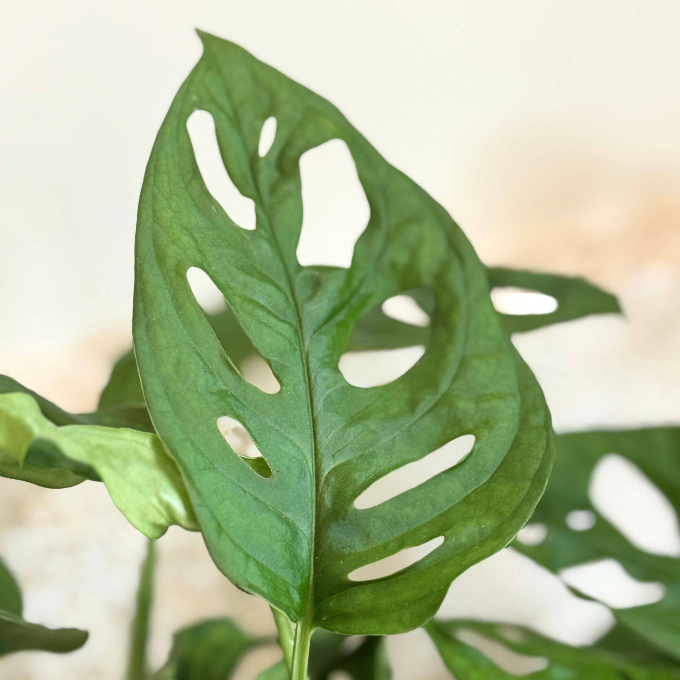 Plante à trous - Set de 2 - Monstera adansonii 'Monkey Mask' - H25-30cm - ⌀12cm - Image 4