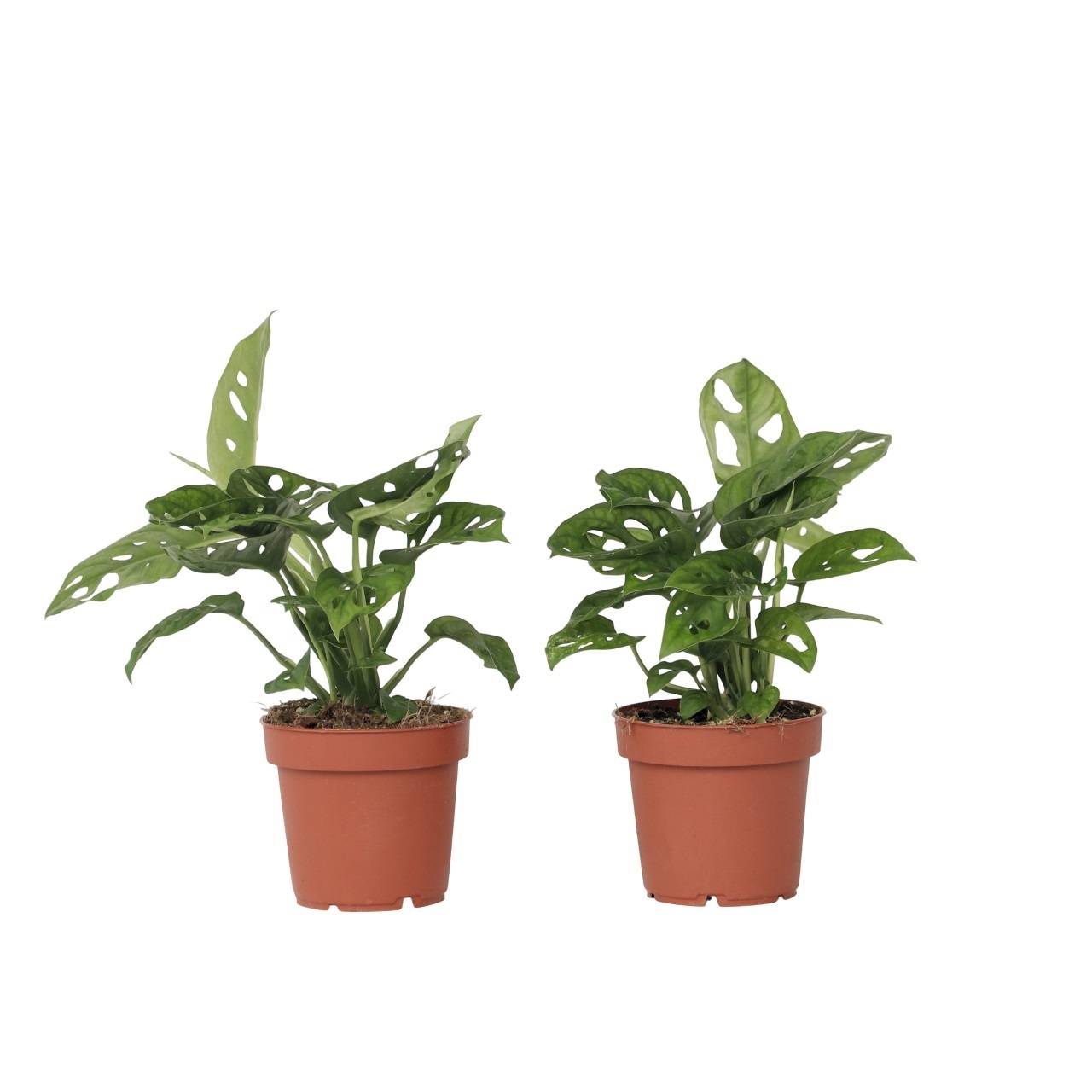 Plante à trous - Set de 2 - Monstera adansonii 'Monkey Mask' - H25-30cm - ⌀12cm - Image 1
