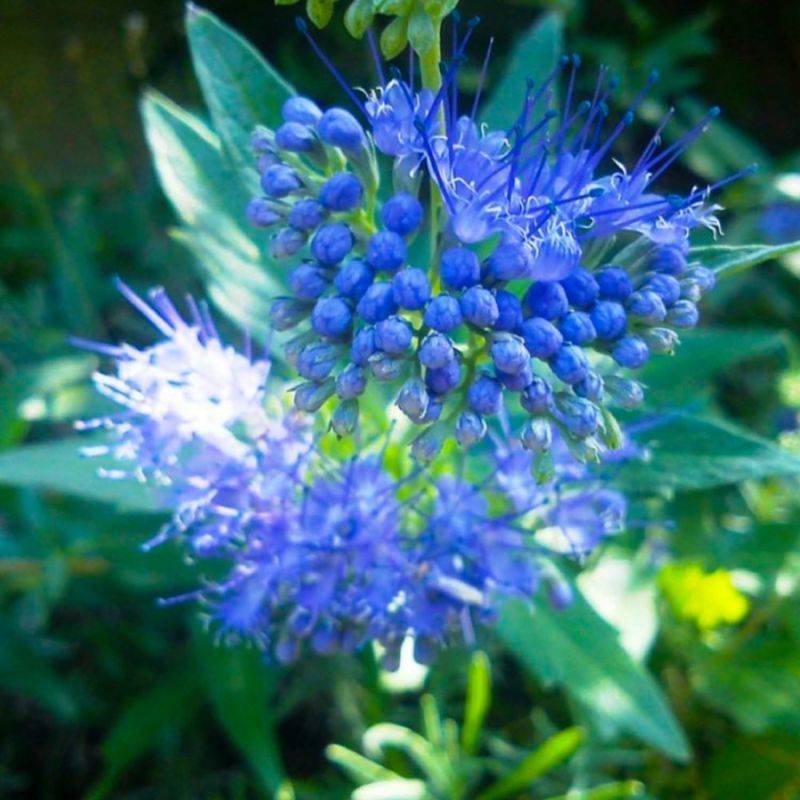 Barbe-bleue 'Grand Blue' (Caryopteris x clandonensis Grand Bleu ® 'Inoveris') - Godet - Taille 10cm - Pépinières Naudet - Imagen 1