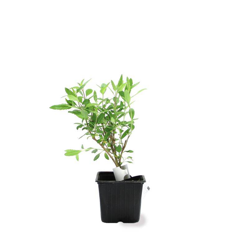 Barbe-bleue 'Grand Blue' (Caryopteris x clandonensis Grand Bleu ® 'Inoveris') - Godet - Taille 10cm - Pépinières Naudet - Imagen 2