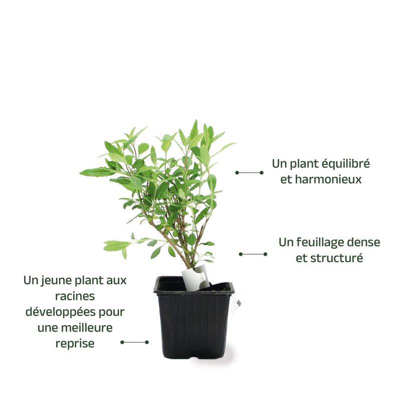 Barbe-bleue 'Grand Blue' (Caryopteris x clandonensis Grand Bleu ® 'Inoveris') - Godet - Taille 10cm - Pépinières Naudet - Imagen 3