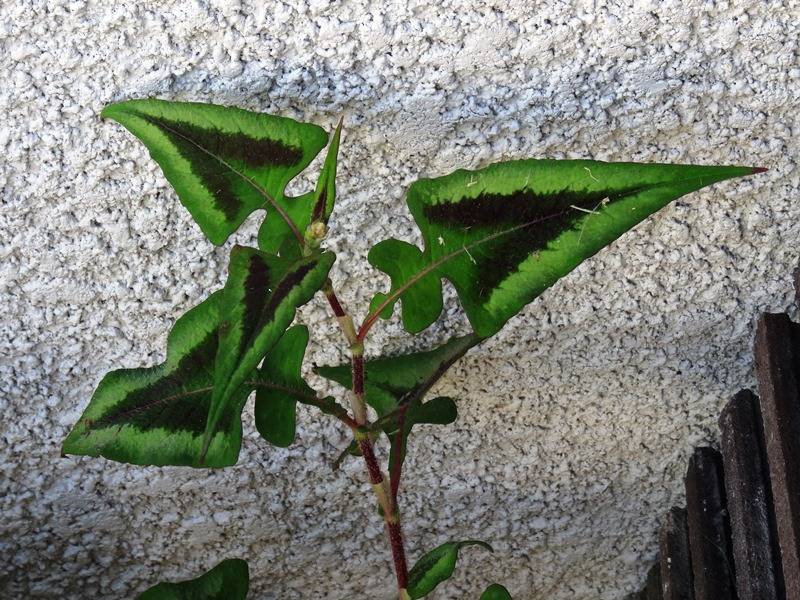 Renouée - Persicaria runcinata Purple Fantasy Godet de 8/9 cm - Image 1