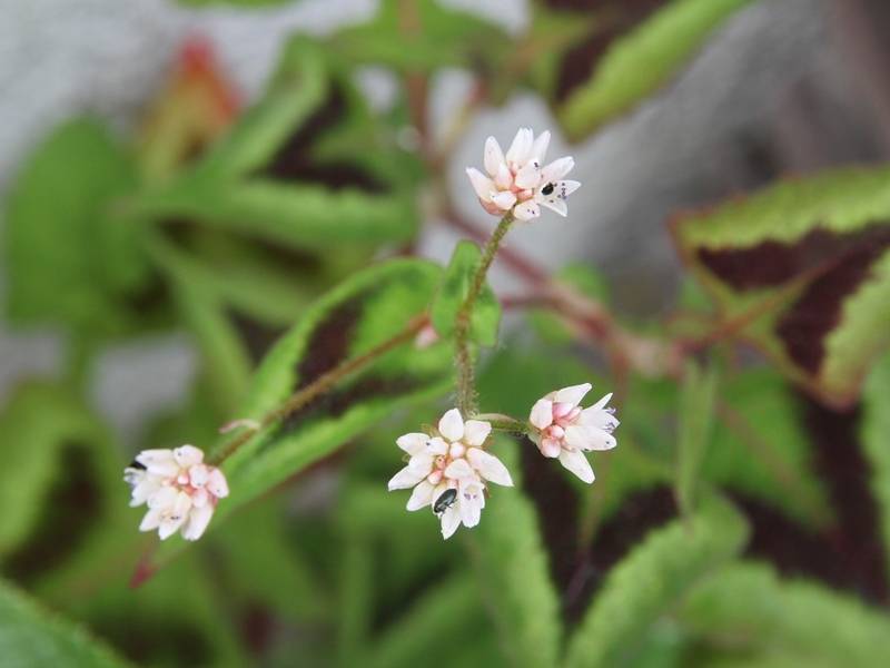 Renouée - Persicaria runcinata Purple Fantasy Godet de 8/9 cm - Image 3