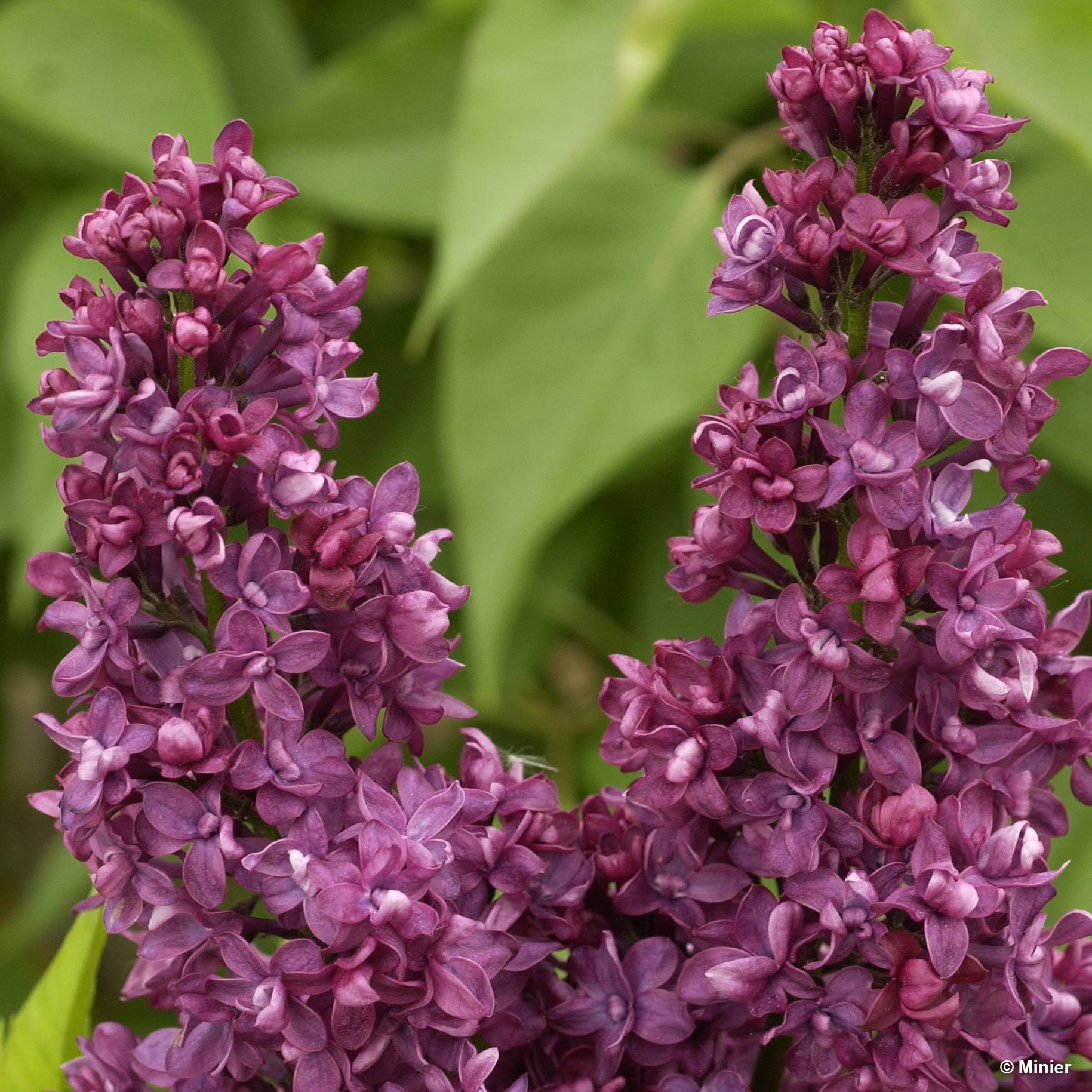 Lilas - Syringa vulgaris Charles Joly Pot de 7,5L/10L - Image 1
