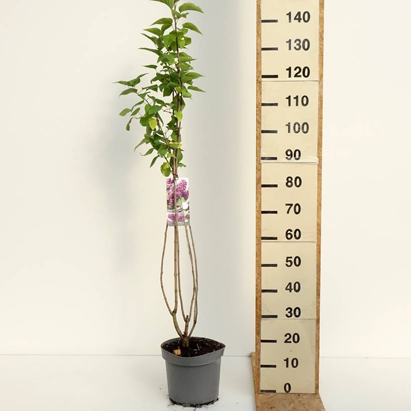 Lilas - Syringa vulgaris Charles Joly Pot de 7,5L/10L - Image 2