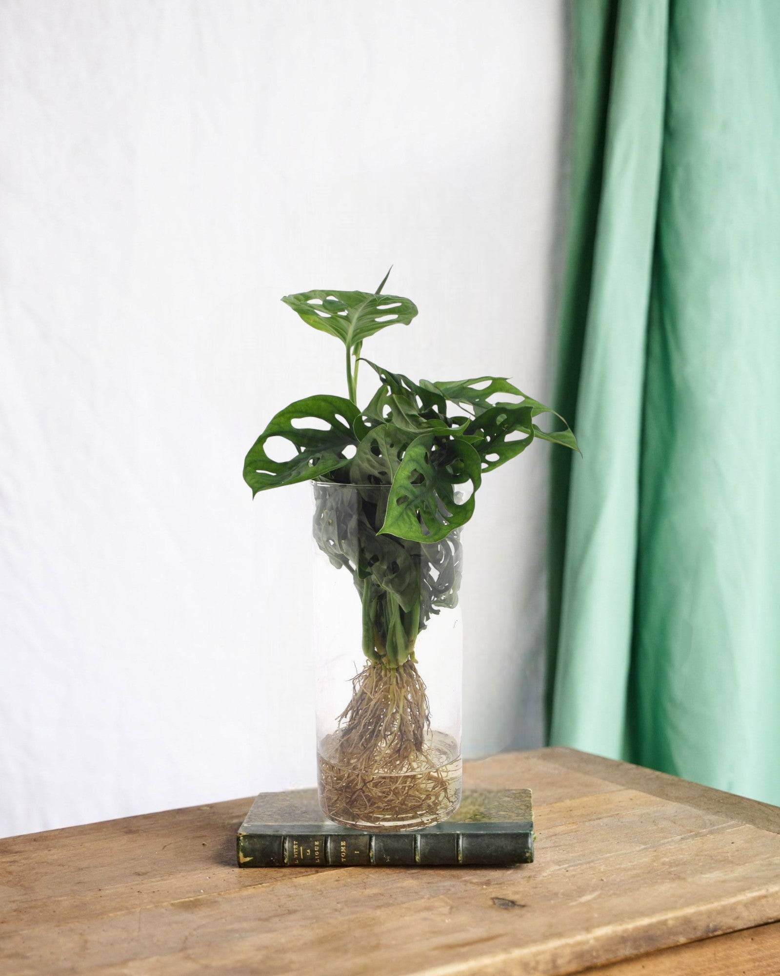 Monstera en Hydroculture et Vase - D12 H25cm - Image 1