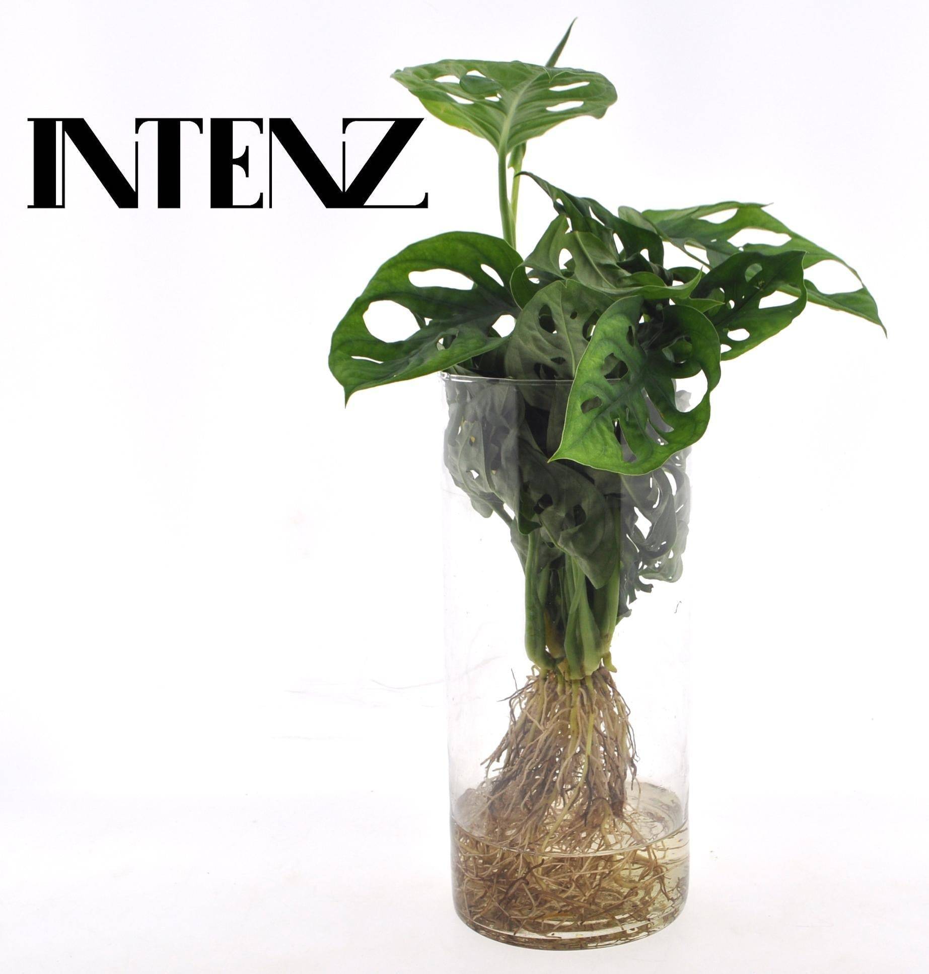 Monstera en Hydroculture et Vase - D12 H25cm - Image 3