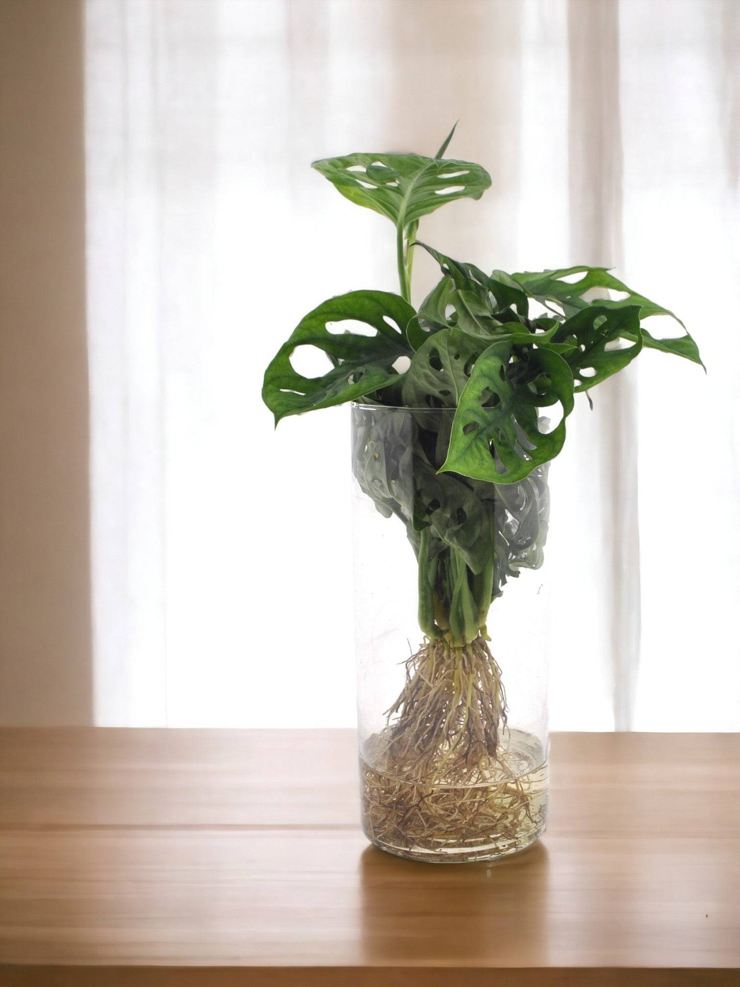 Monstera en Hydroculture et Vase - D12 H25cm - Image 2