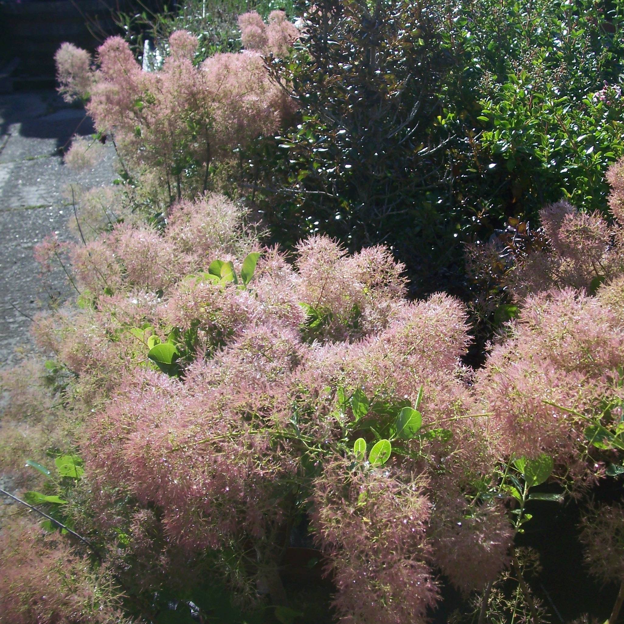 Cotinus coggygria Young Lady - Arbre à Perruque Pot de 2L/3L