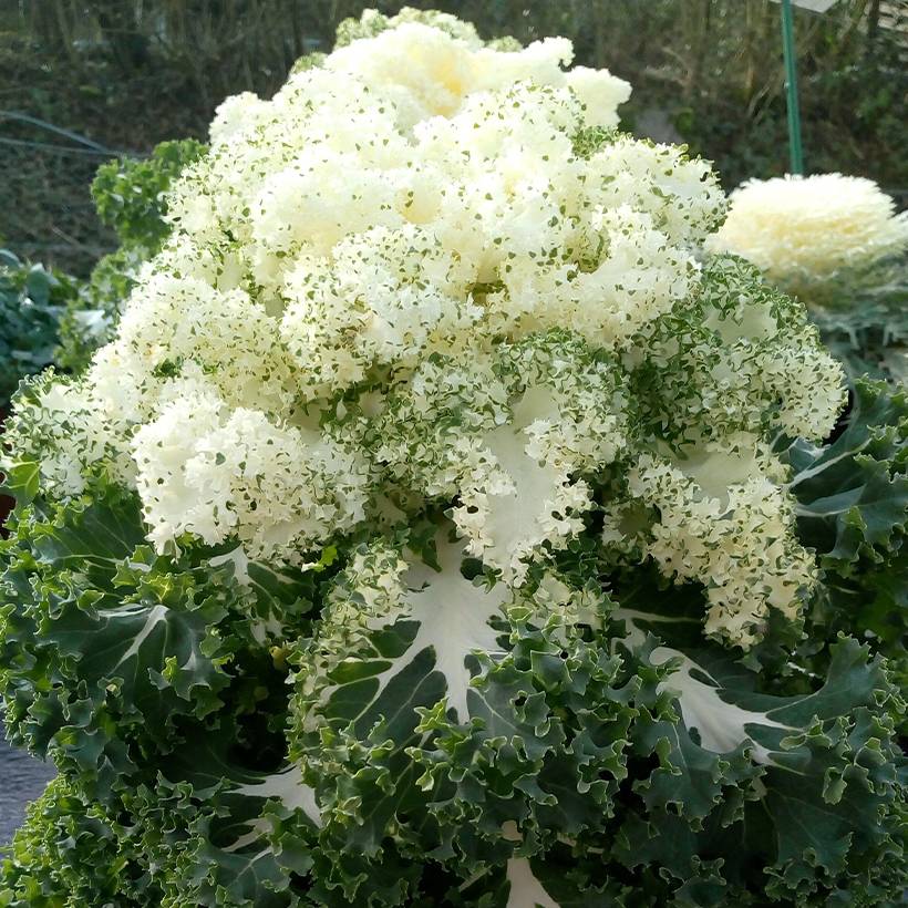 Chou frisé Kale Frost Byte F1 le sachet de 20 graines environ