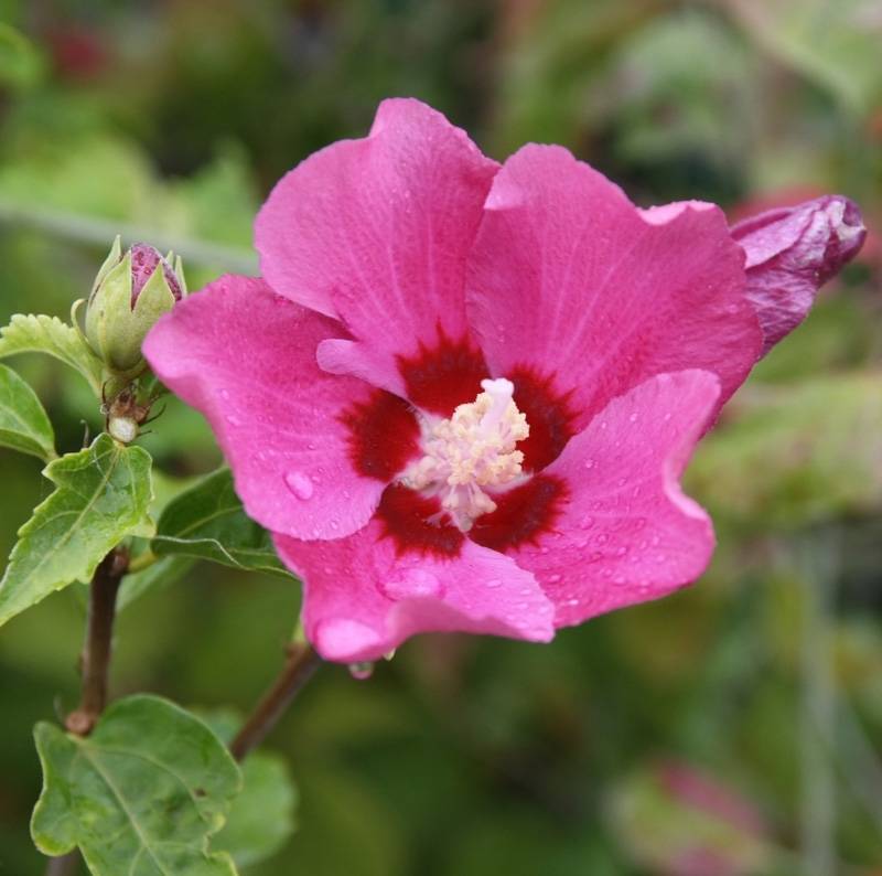 Hibiscus syriacus Woodbridge Pot de 6L/7L - Image 1