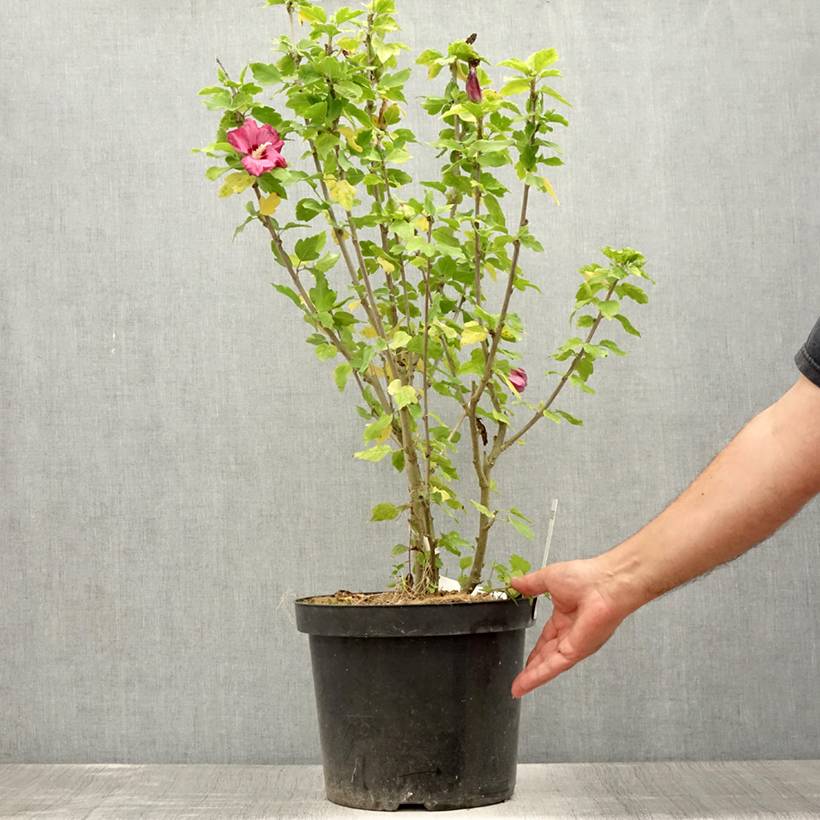 Hibiscus syriacus Woodbridge Pot de 6L/7L - Image 2