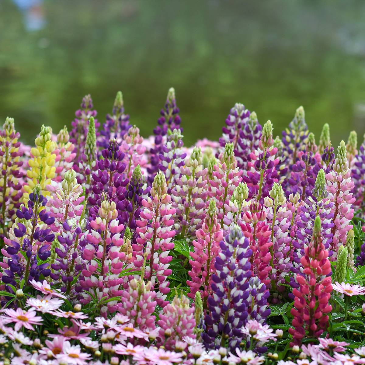 Lupin Minaret (Minarette) Godet de 8/9 cm