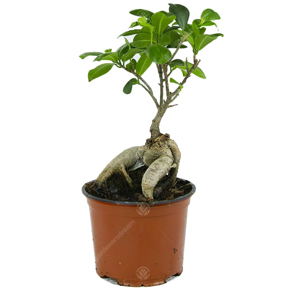 Gardenersdream - Ficus Ginseng Arbuste Bonsaï Plante Verte D’Intérieur En Pot 12 Cm - GardenersDream - Imagen 1