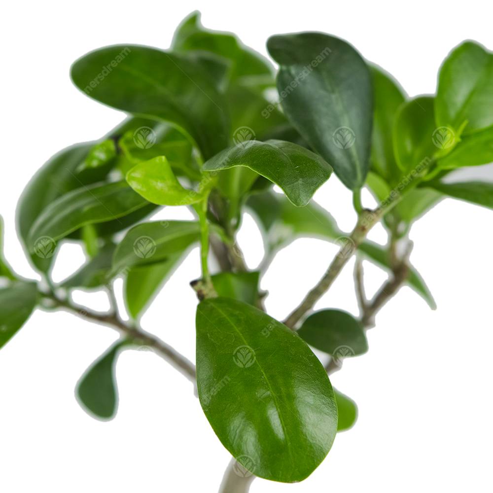 Gardenersdream - Ficus Ginseng Arbuste Bonsaï Plante Verte D’Intérieur En Pot 12 Cm - GardenersDream - Imagen 2