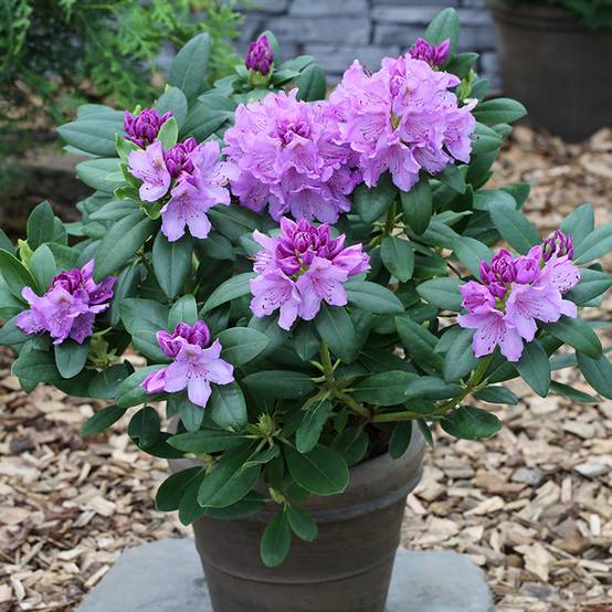 Rhododendron hybride Easydendron INKARHO Grandiflorum Pot de 4L/5L