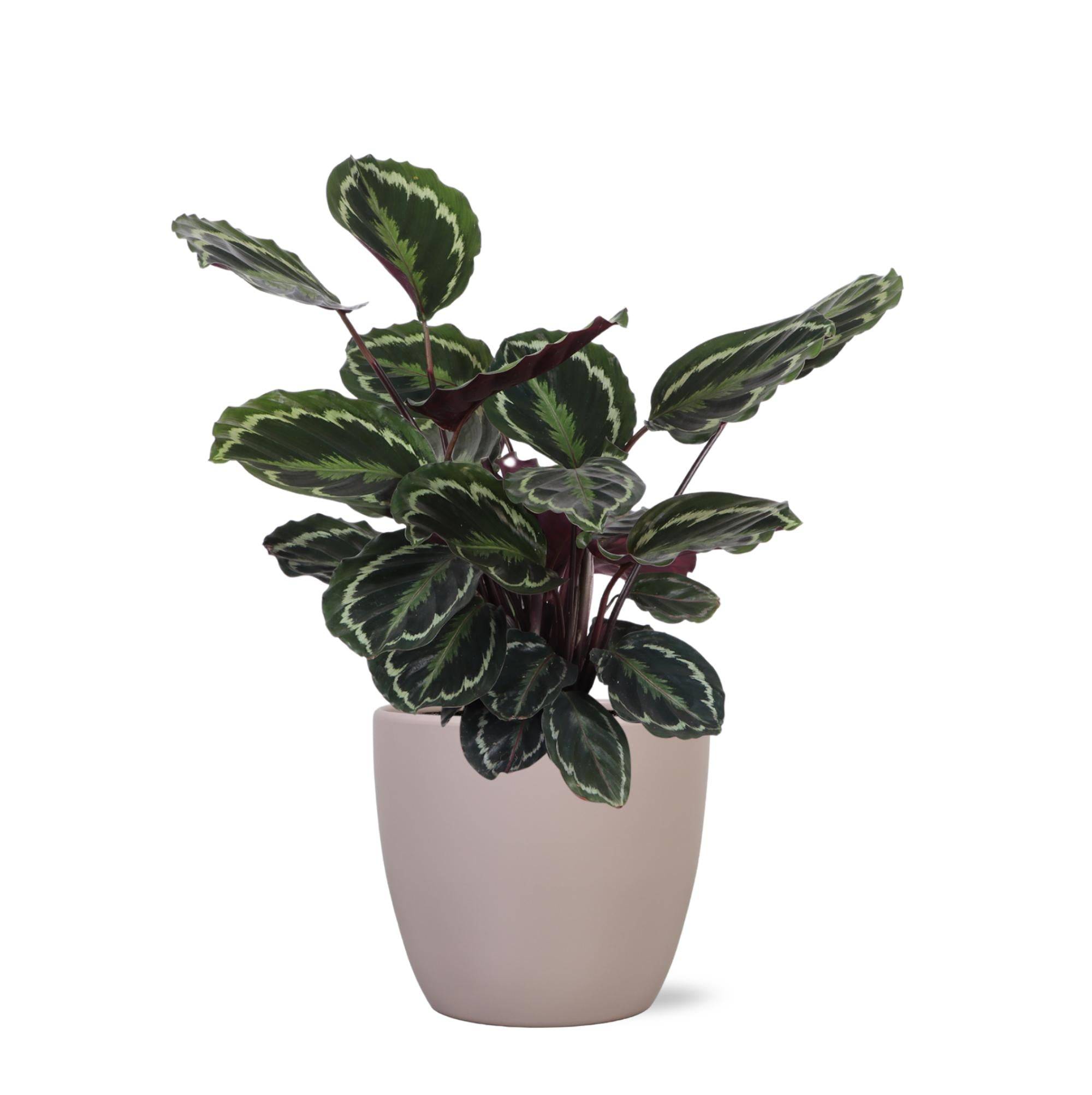 La Green Touch - Calathea Medallion et son pot- La Green Touch Gris - Hauteur 70cm