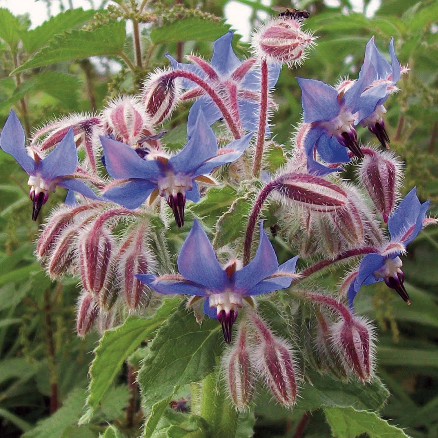 Promesse de Fleurs - Graines de Bourrache officinale - Borago officinalis le sachet de 130 graines environ (3g)