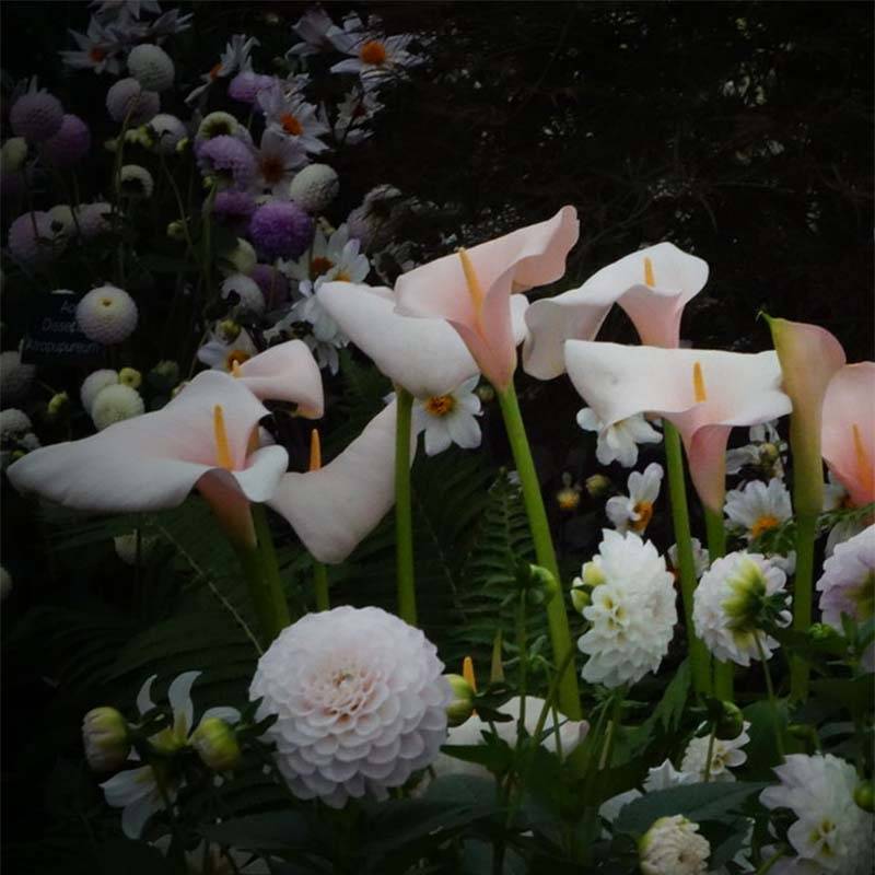 Zantedeschia aethiopica Pink Flamingo - Arum d'Ethiopie Pot de 2L/3L