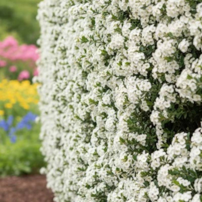 Buisson ardent Mohave, Pyracantha à fleurs Blanche - feuillage Persistant - Godet - 5/20 cm-  hauteur à maturité De 1,50 m à 2,00 m - Imagen 5