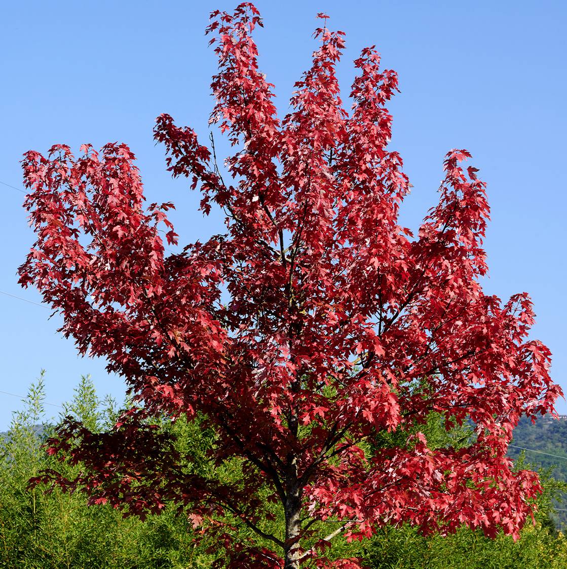 Promesse de Fleurs - Érable rouge - Acer rubrum Summer Red Pot de 12L/15L, Tige - Image 1