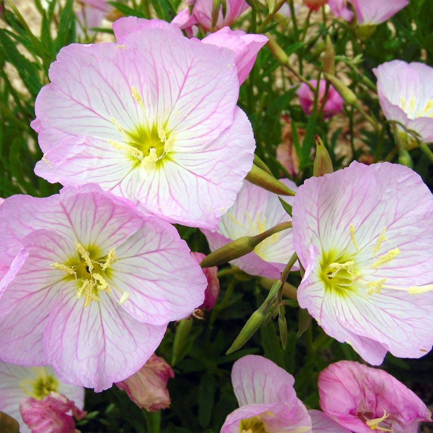 Oenothera speciosa Siskiyou - Onagre rose  Godet de 8/9 cm