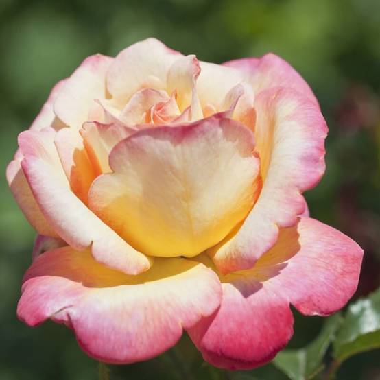 Rosier 'Mme A. Meilland' - Racines nues - Taille 20 à 30cm - Pépinières Naudet - Image 4
