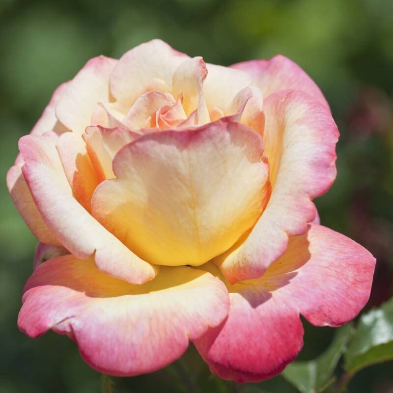 Rosier 'Mme A. Meilland' - Racines nues - Taille 20 à 30cm - Pépinières Naudet - Image 4