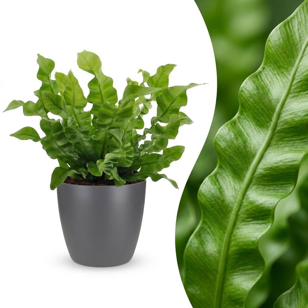 Asplenium Crispy Wave - Fougère Crispy Wave - Pot de 12cm - 1 plante - Gris - Plantes d'intérieur