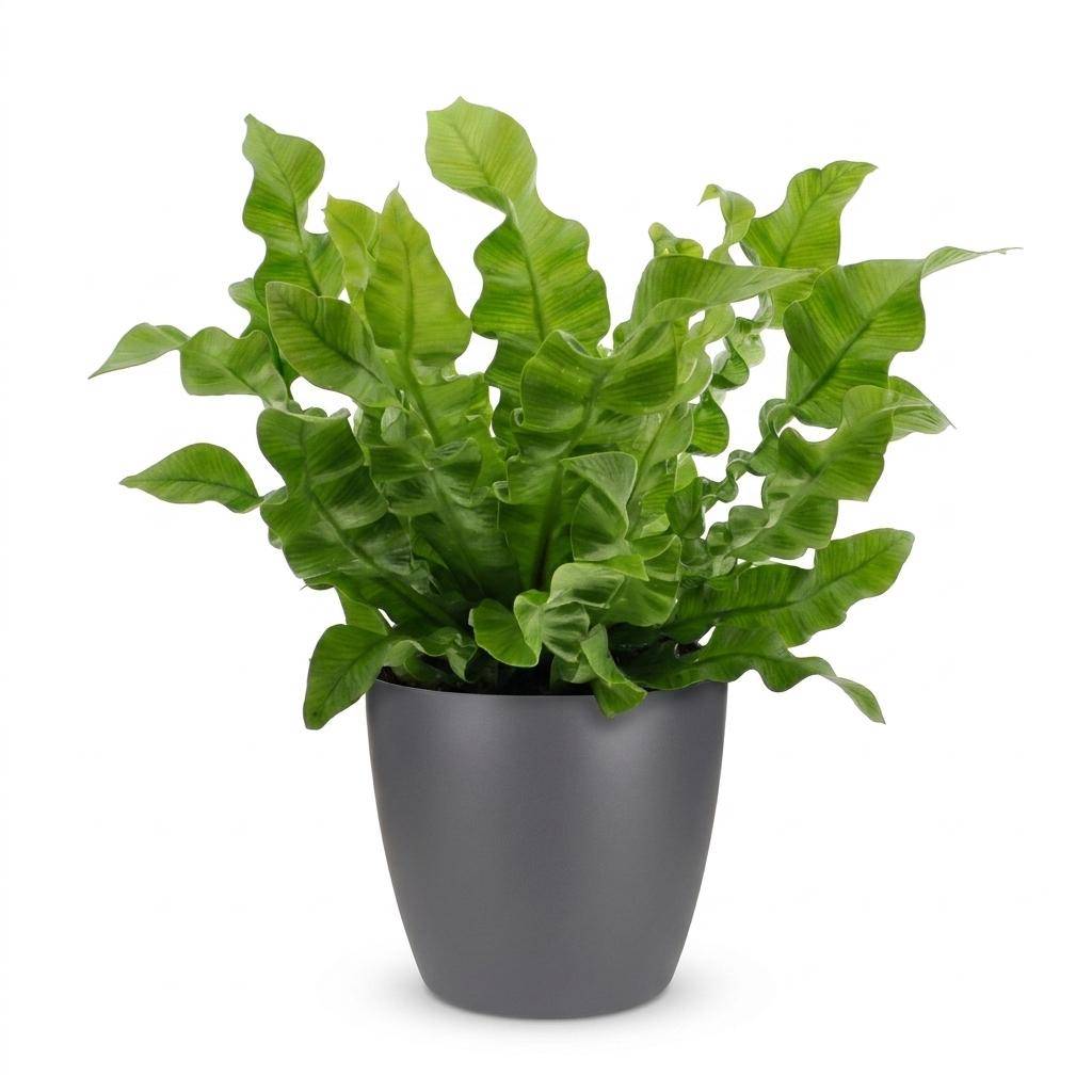 Asplenium Crispy Wave - Fougère Crispy Wave - Pot de 12cm - 1 plante - Gris - Plantes d'intérieur - Image 2