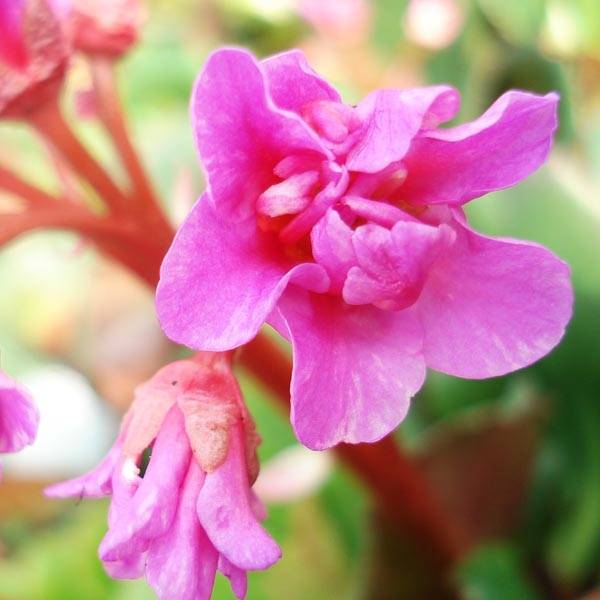 Bergenia cordifolia - Plante des savetiers Godet de 7/8 cm