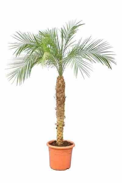 Sans Marque - Phoenix roebelenii (Dattier du Laos, palmier dattier nain) SPÉCIMEN Taille:40 litres - tronc 50/60cm - total 120/140 cm - Imagen 1
