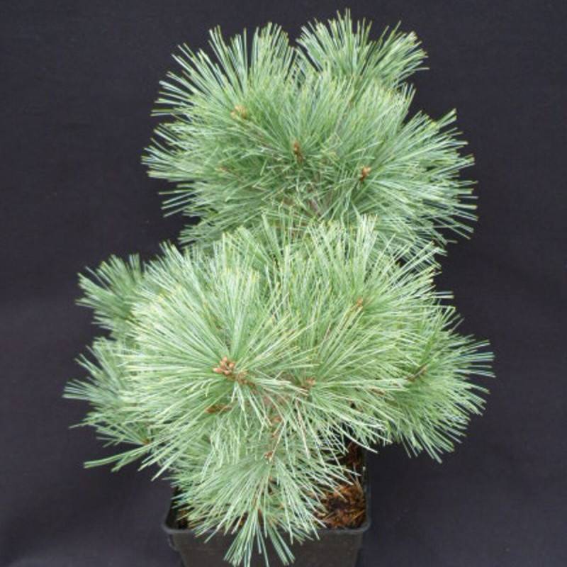 Pin blanc nain Radiata, Pinus - Pot de 3L - 20/40 cm - Image 1
