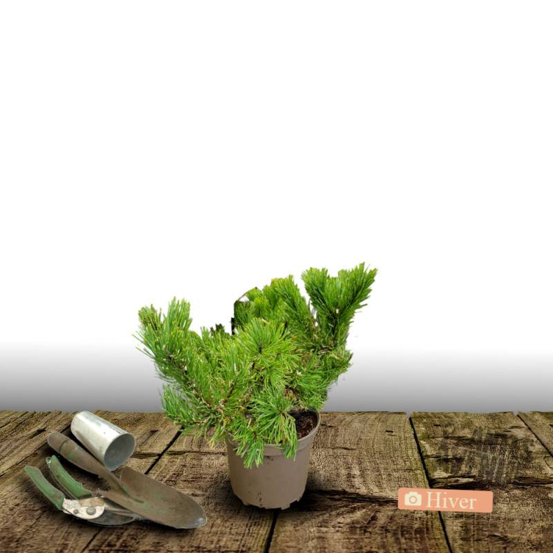 Pin blanc nain Radiata, Pinus - Pot de 3L - 20/40 cm - Image 4
