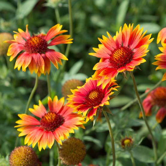 Graines de Gaillarde vivace en mélange le sachet de 250 graines environ (0,8g)