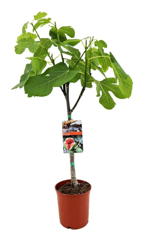 Ficus Carica - D17 H80cm