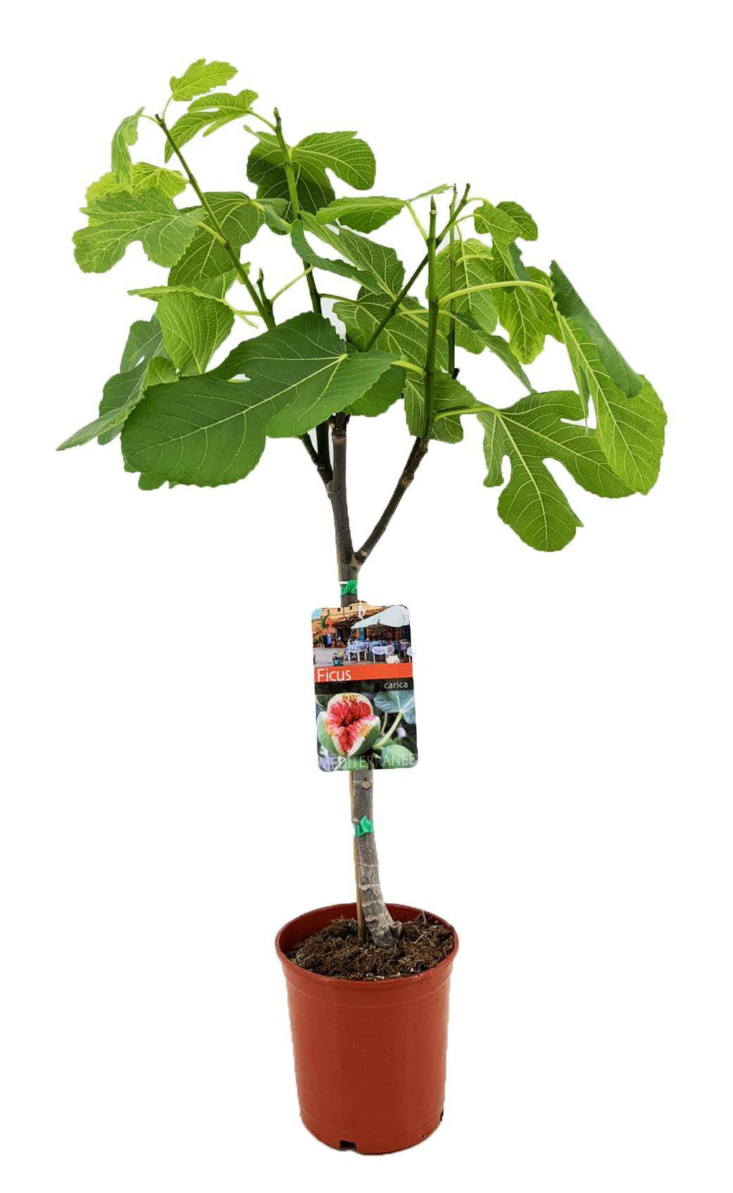 Ficus Carica - D17 H80cm