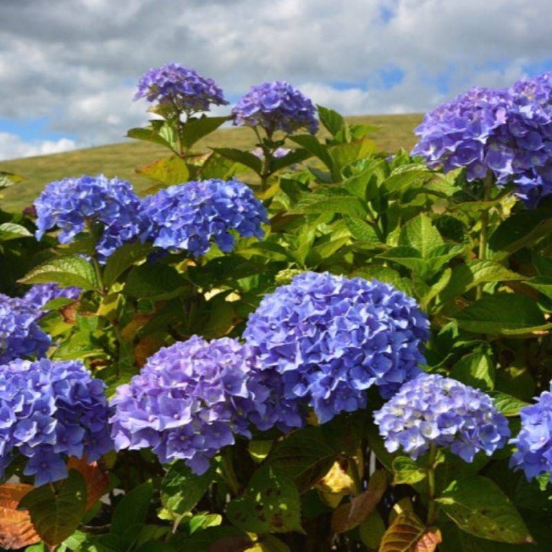 Hortensia macrophylla so long Ebony "Monmar"® (Hydrangea macrophylla) - Godet 9cm - Pépinières Naudet - Imagen 1